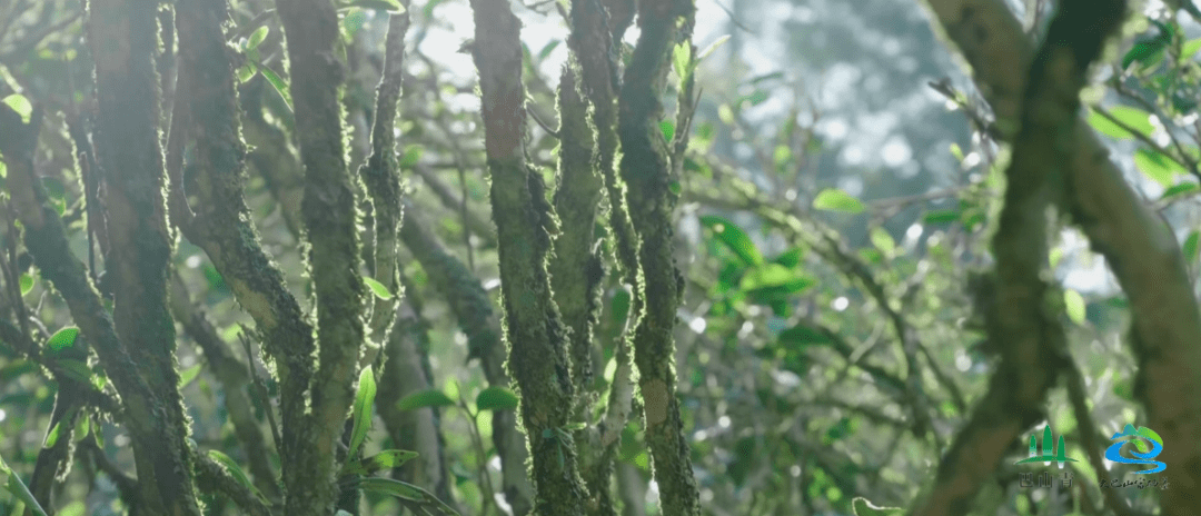 水城富硒茶产量