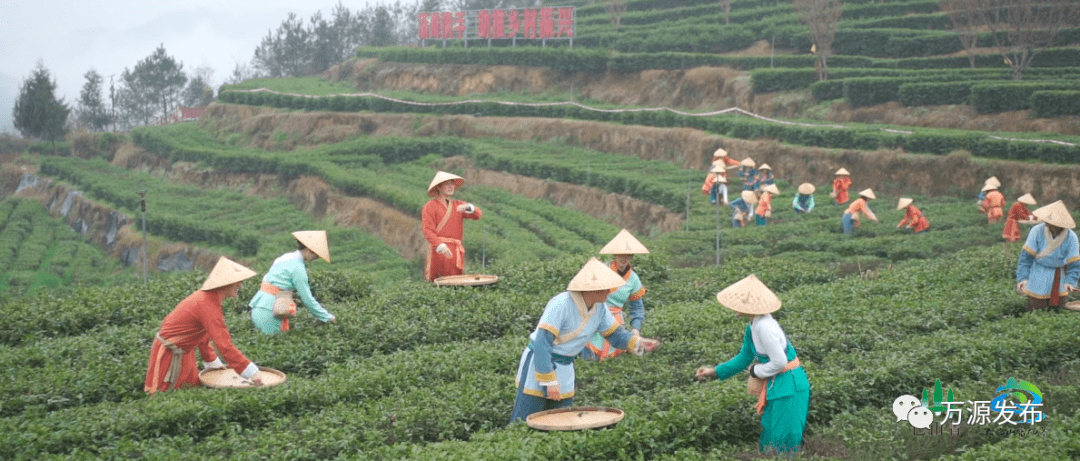 水城富硒茶产量