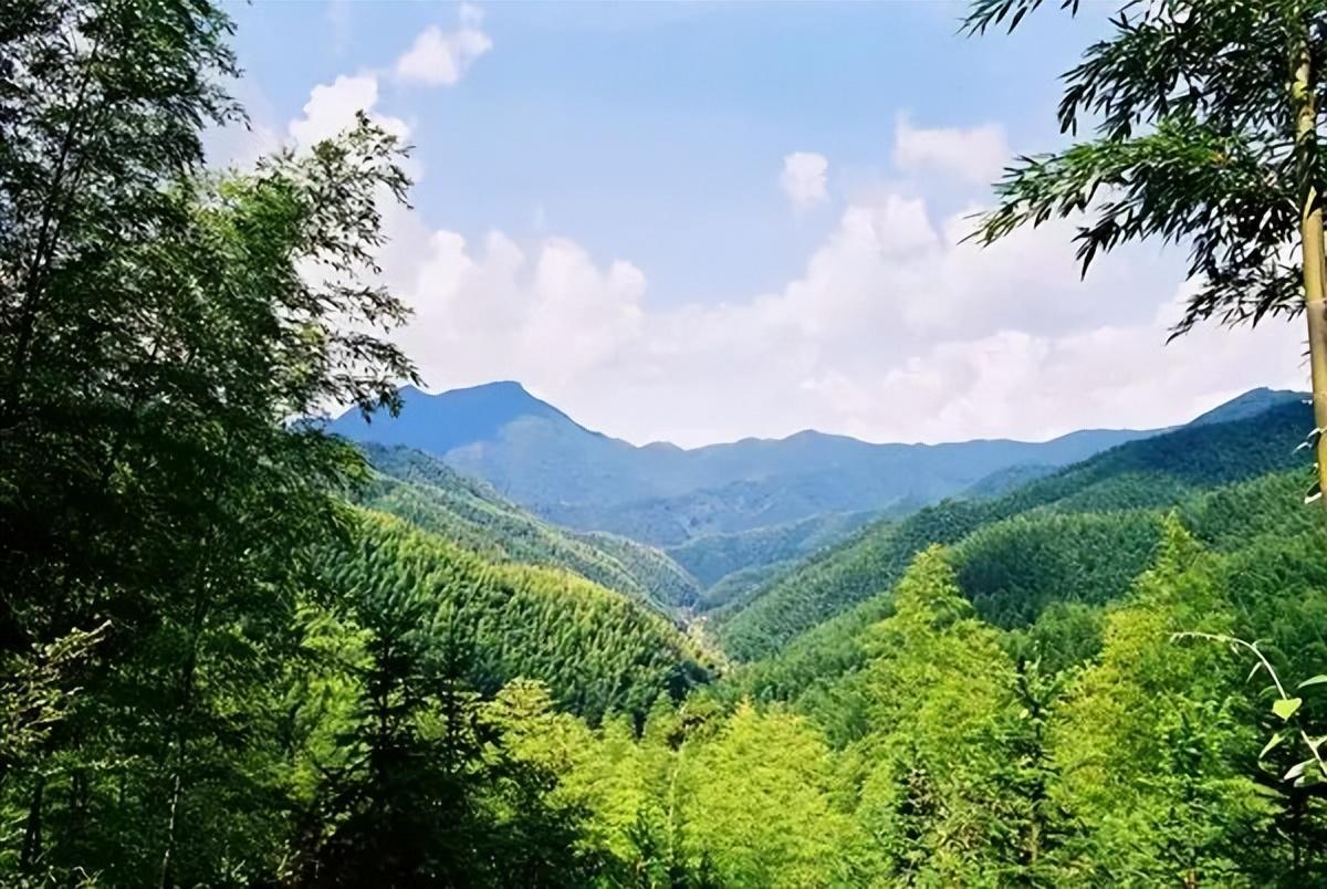 气象助力富硒茶