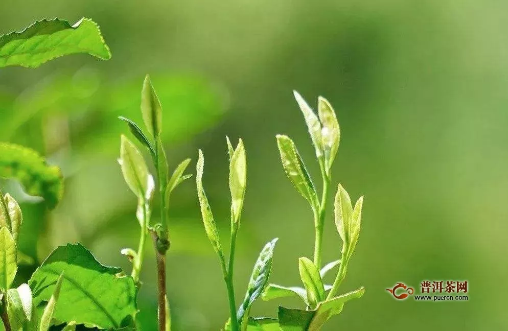 紫阳富硒茶好喝吗？紫阳富硒茶口感特点