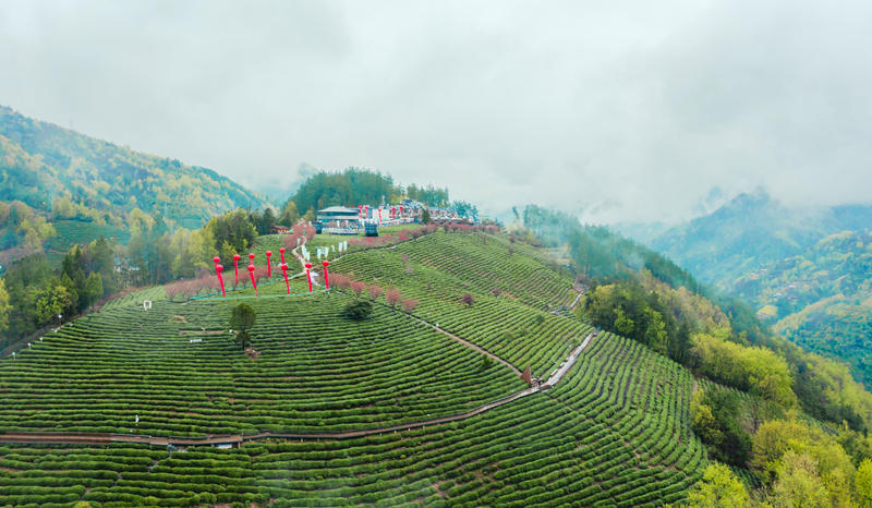 紫阳富硒茶环境