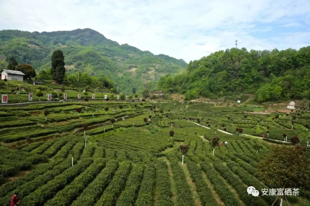 安康富硒茶品质