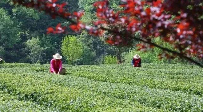 安康富硒茶央视