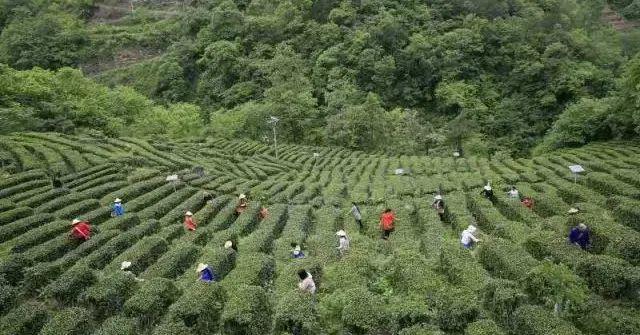 安康富硒茶央视