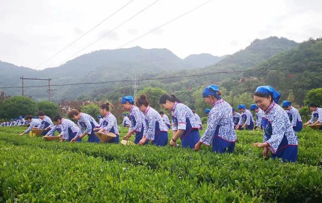 安康富硒茶央视