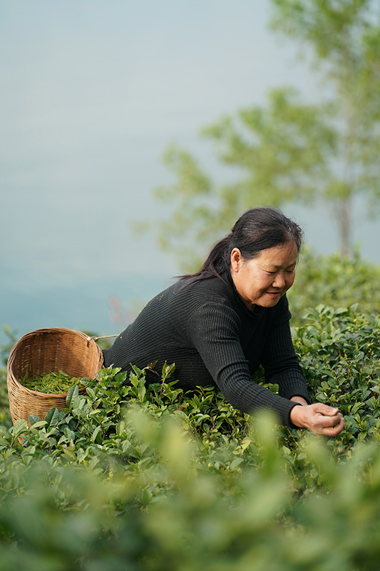 安康富硒茶品质