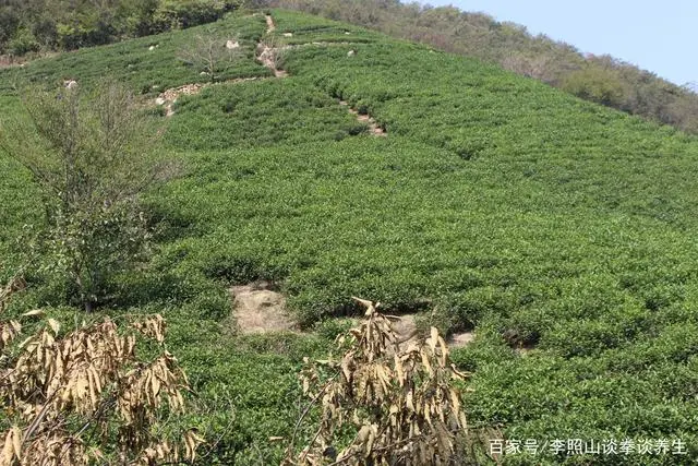 富硒茶口感区别