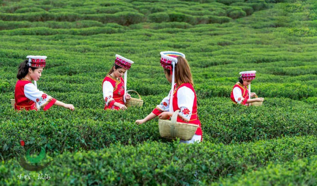 水城富硒茶泡水