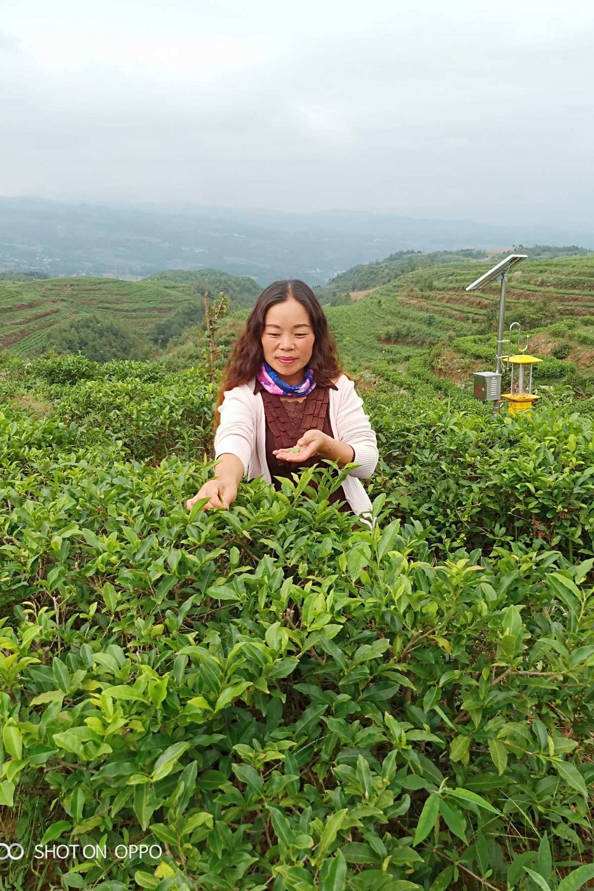 水城富硒茶泡水