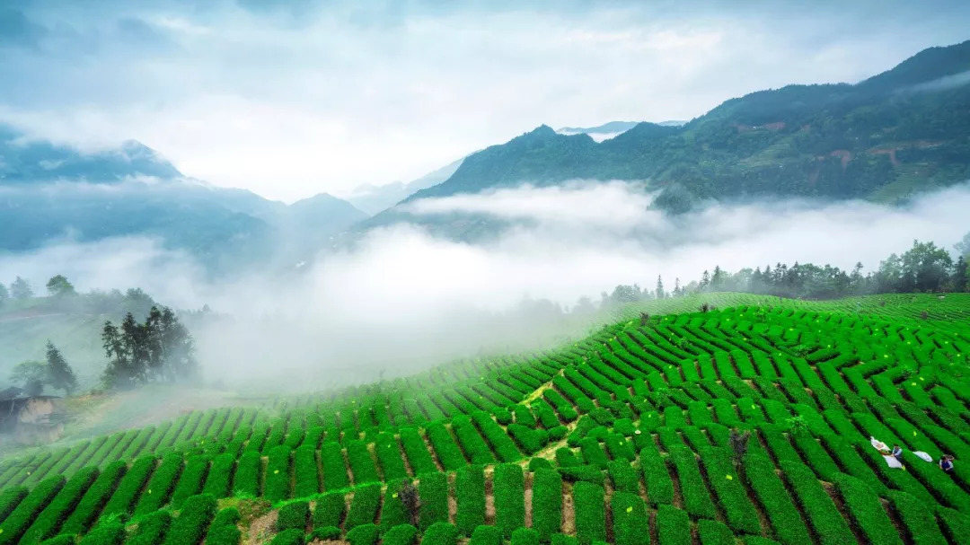 赞美恩施富硒茶