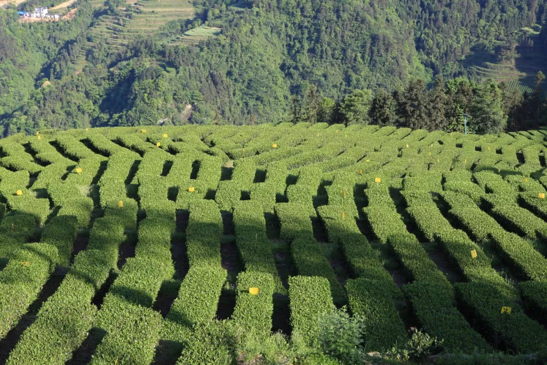 赞美恩施富硒茶