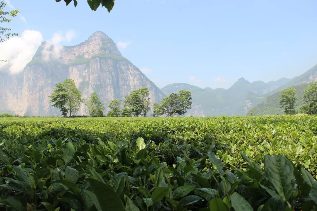 赞美恩施富硒茶