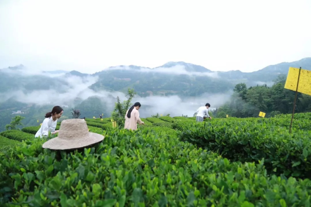 赞美恩施富硒茶