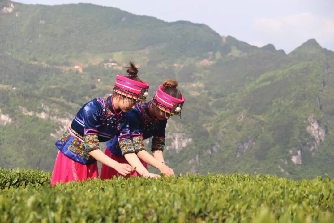 赞美恩施富硒茶