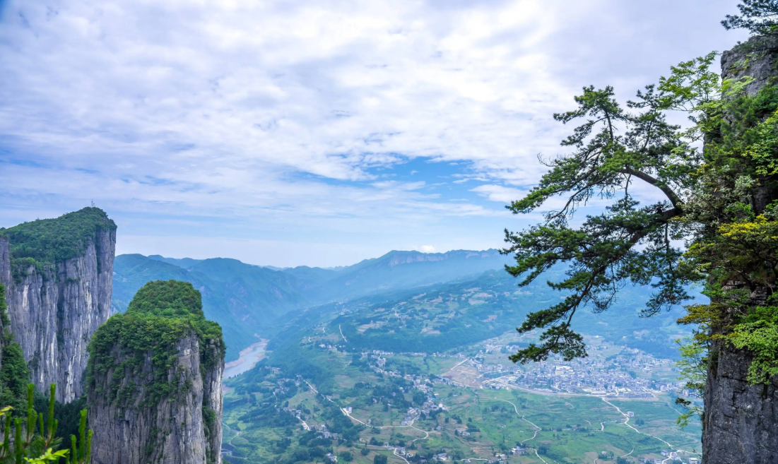 湖北土家富硒茶