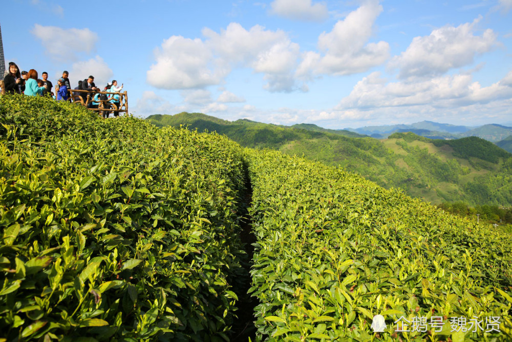 水城富硒茶产量