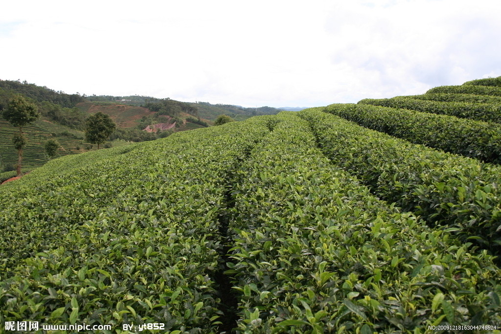 水城富硒茶产量