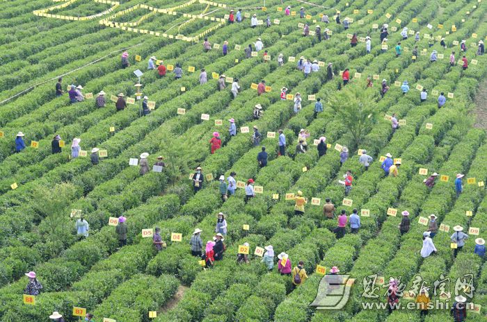 恩施富硒茶现状