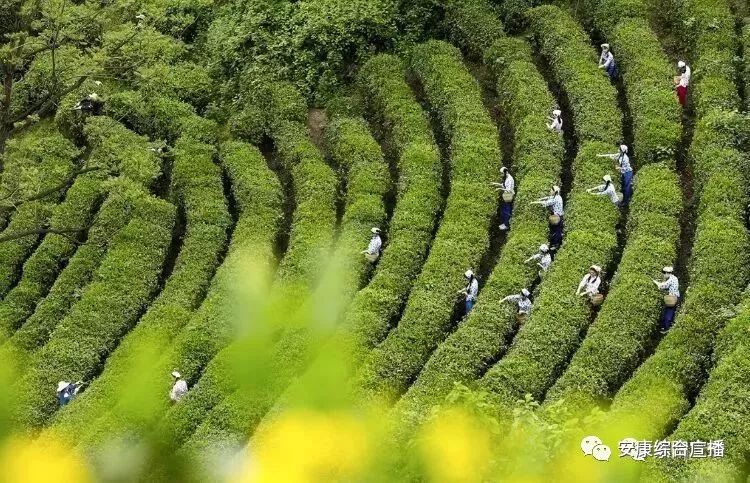 紫阳富硒茶背景