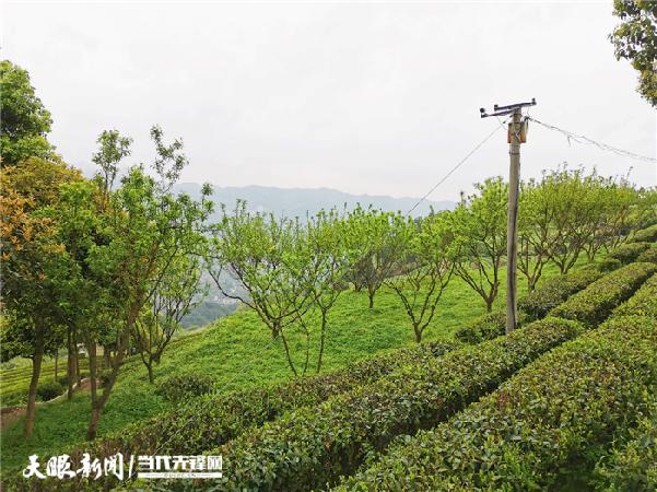 开阳富硒茶地址