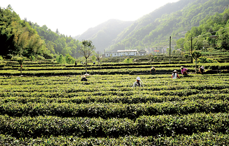 紫阳富硒茶产量