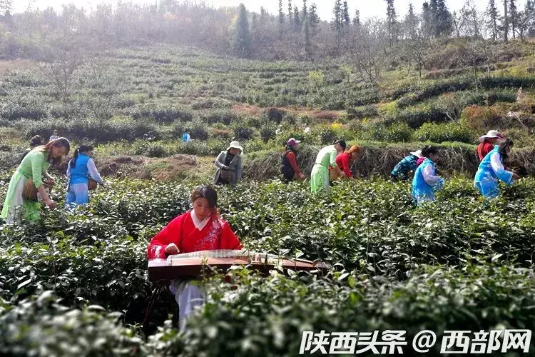 高山生态富硒茶