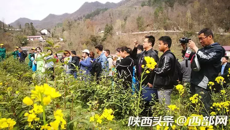 高山生态富硒茶