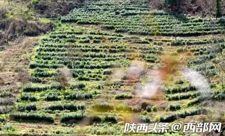 高山生态富硒茶