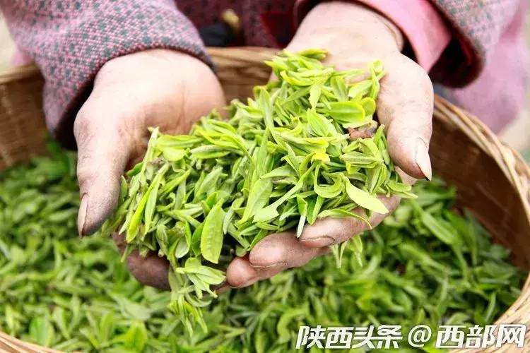 高山生态富硒茶