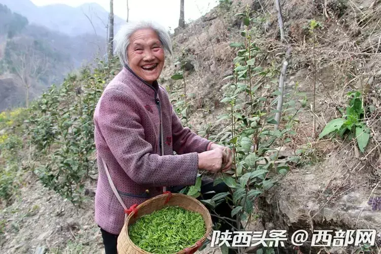 高山生态富硒茶