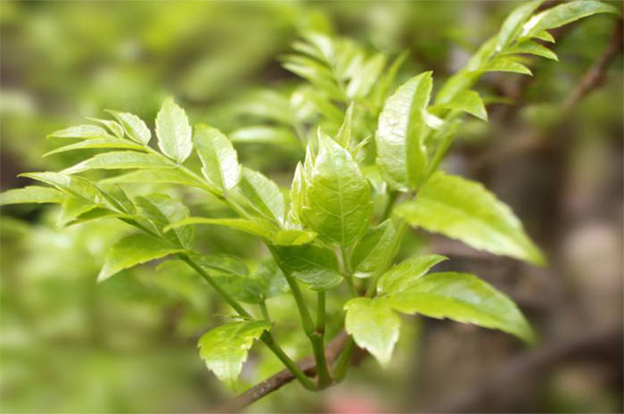 叫茶不是“茶”，藤茶为什么比普通茶叶更受欢迎？