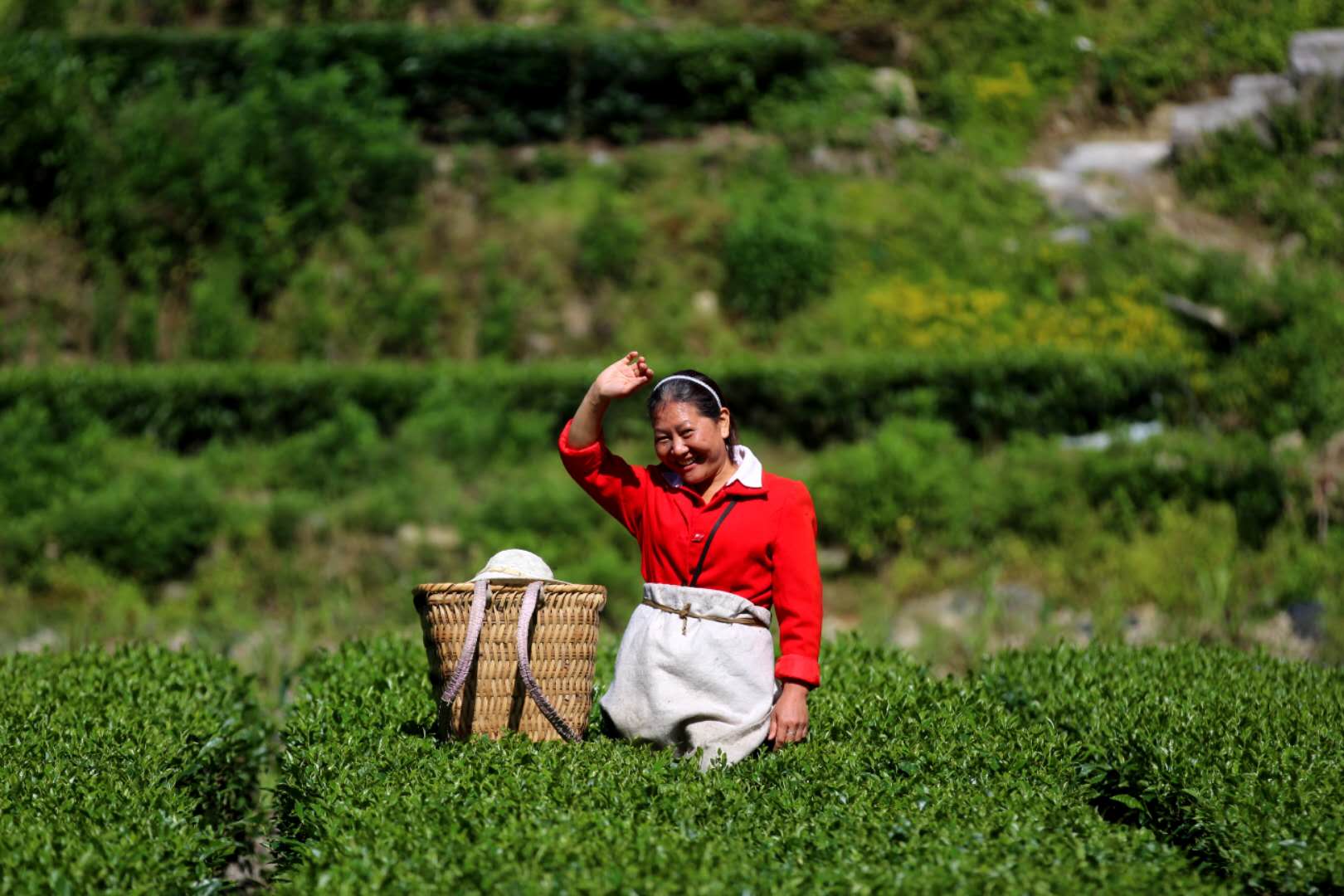 贵州富硒茶绿茶