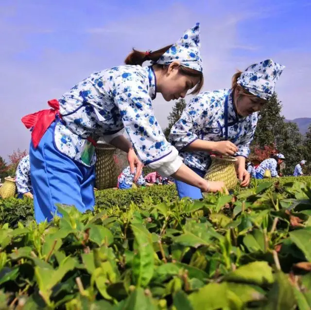 安康富硒茶购买