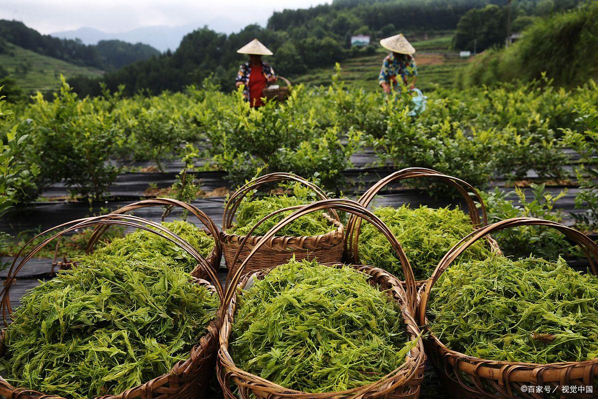 贵州富硒茶绿茶