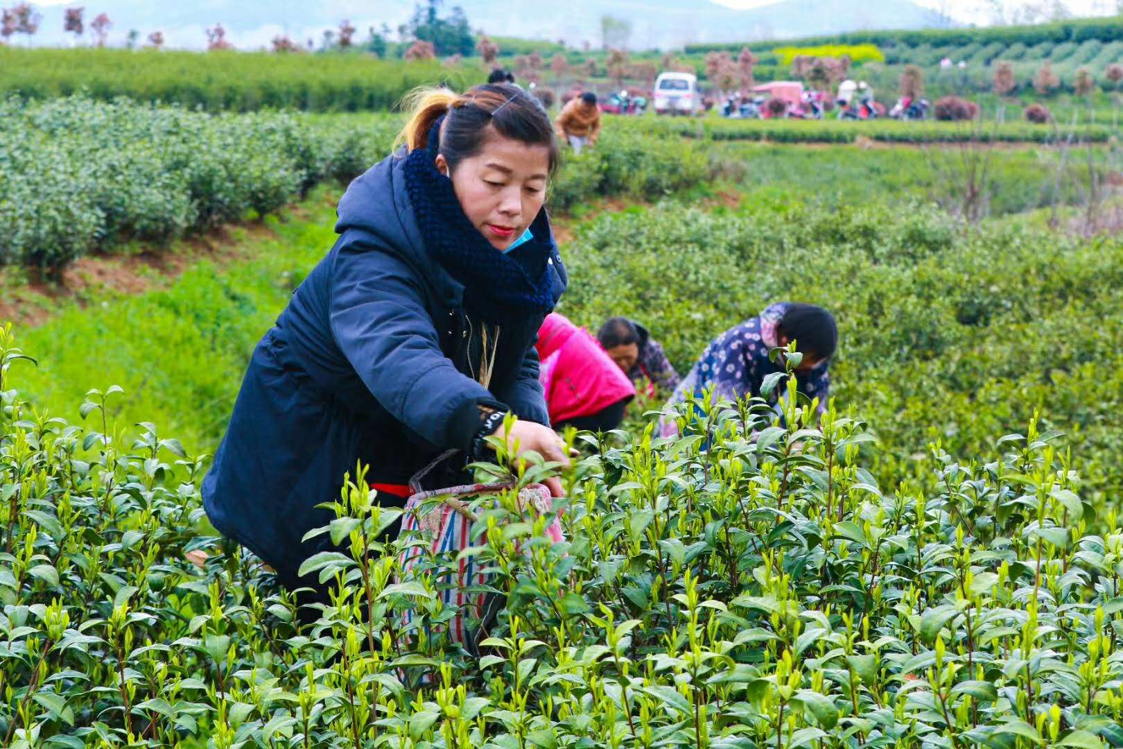 紫阳富硒茶产量