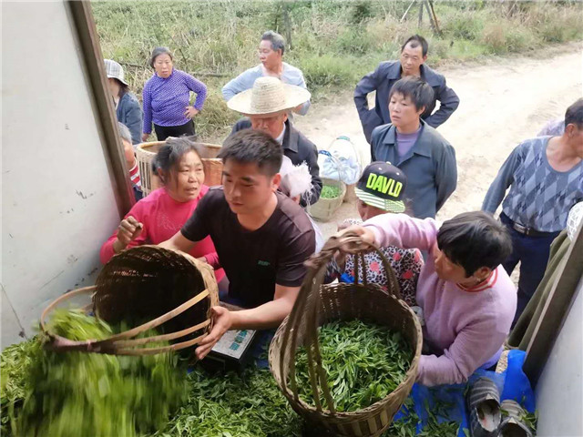 紫阳富硒茶产量