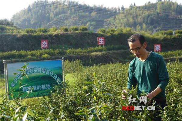 紫阳富硒茶产量