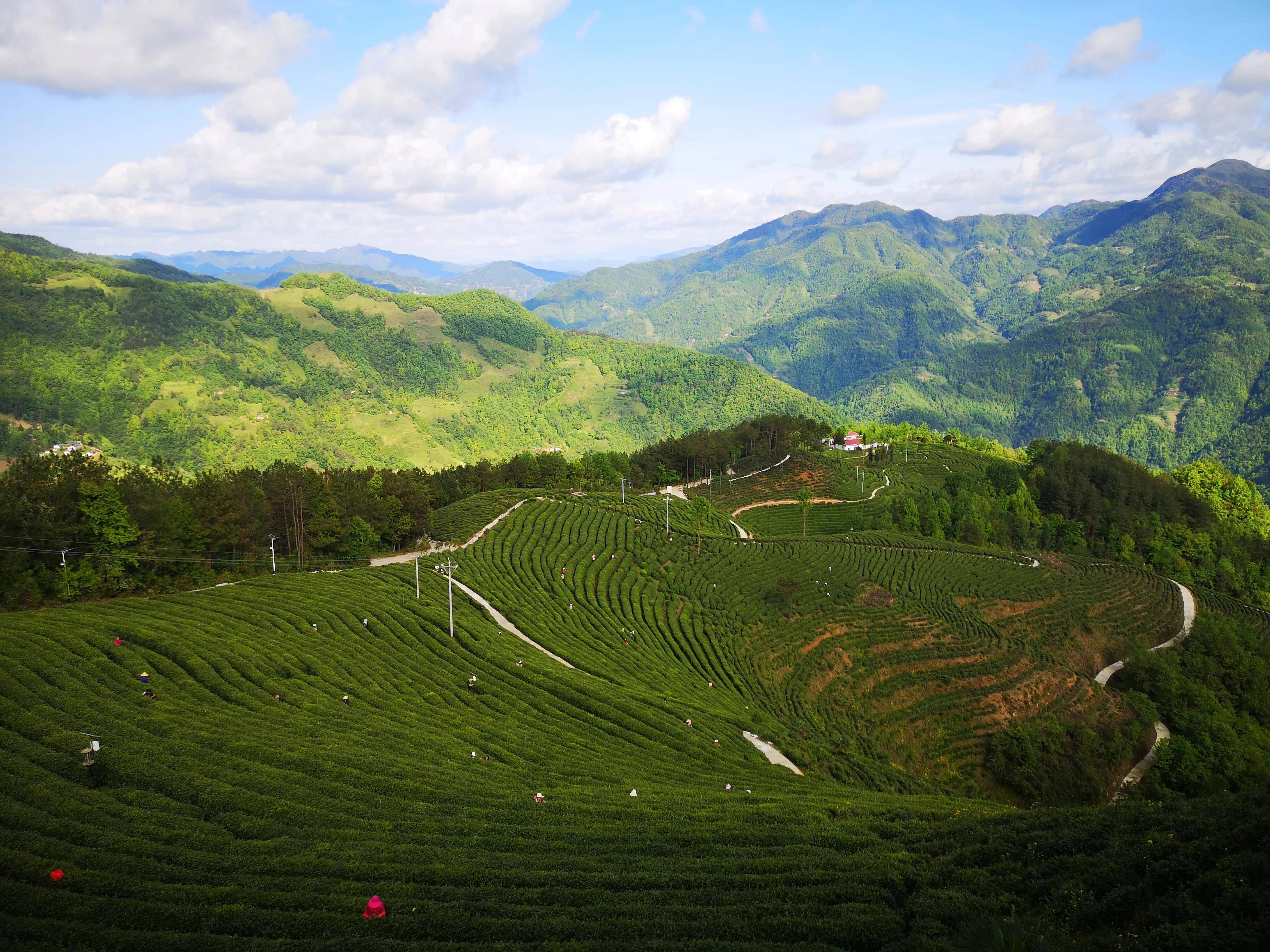 深圳紫阳富硒茶