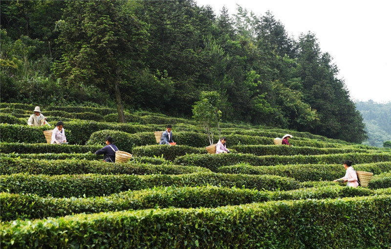 高山富硒茶加工