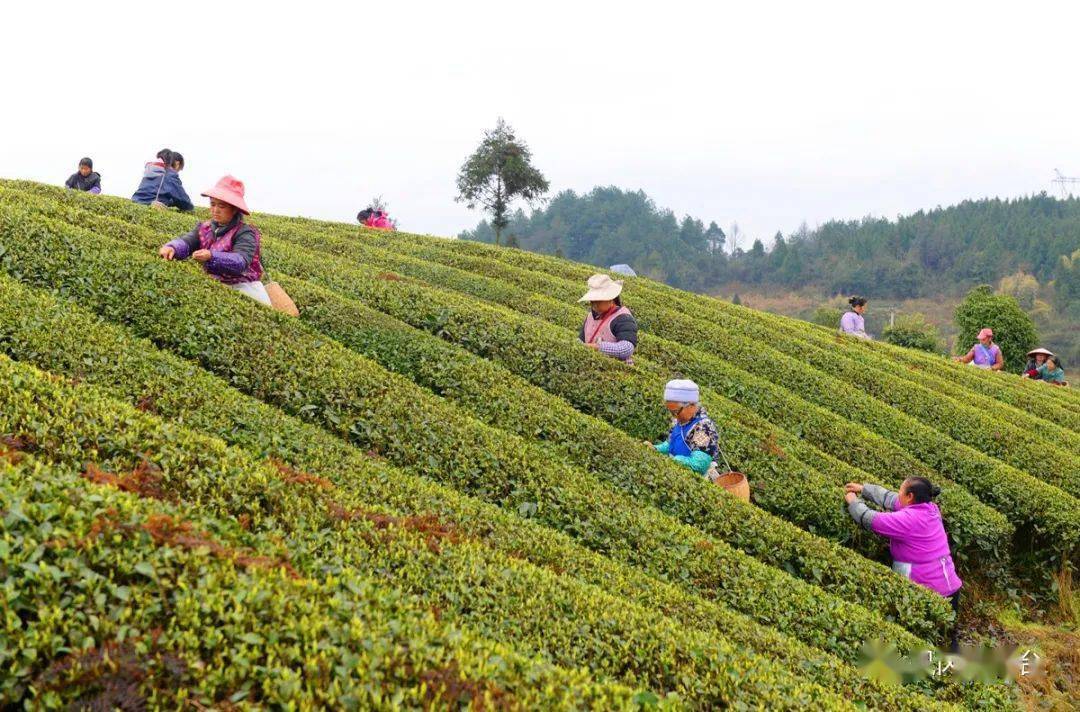 高山富硒茶加工