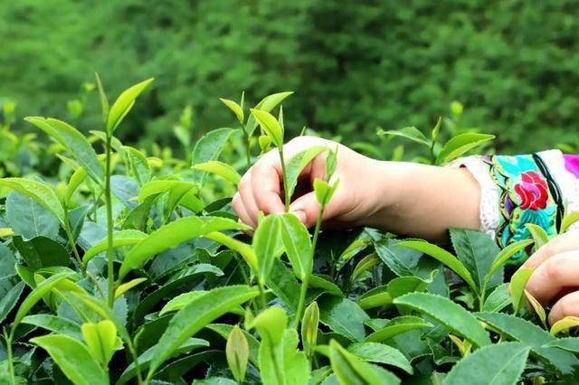 高山富硒茶加工