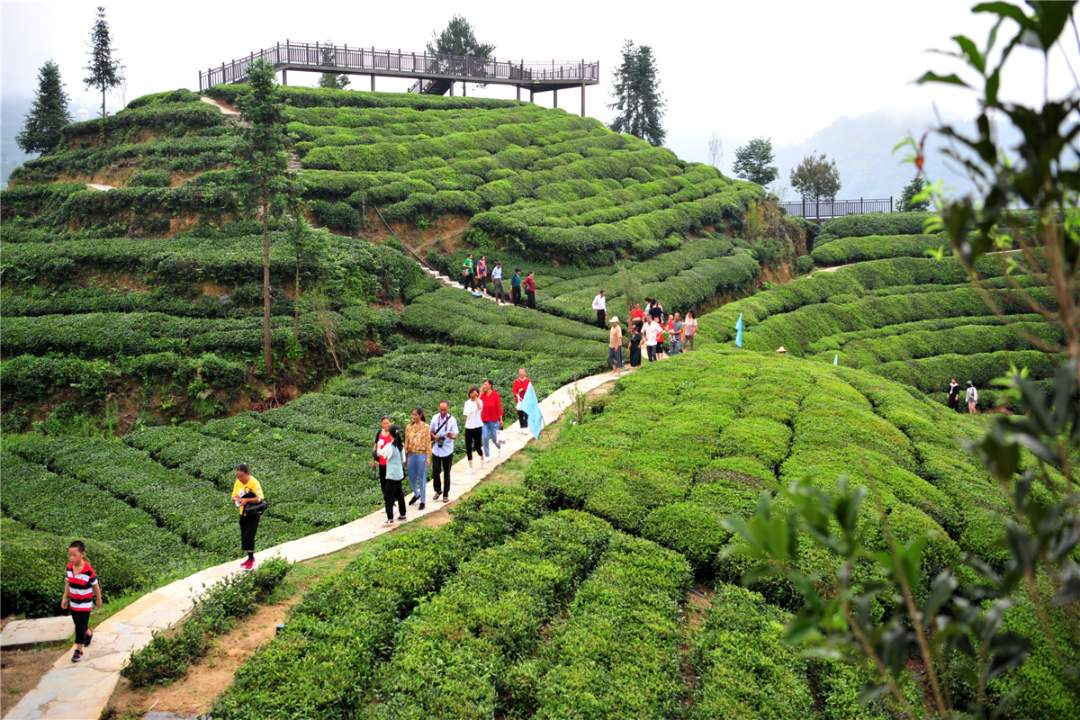 美丽紫阳富硒茶