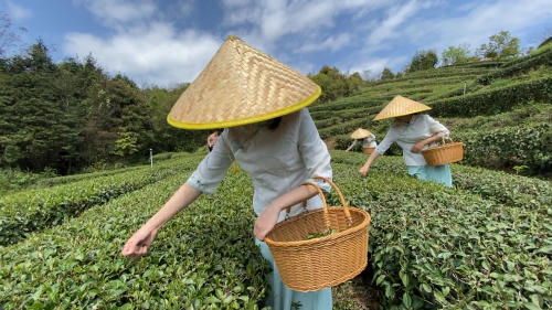 富硒茶竞争分析