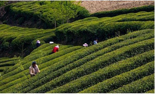 原生茶业富硒茶