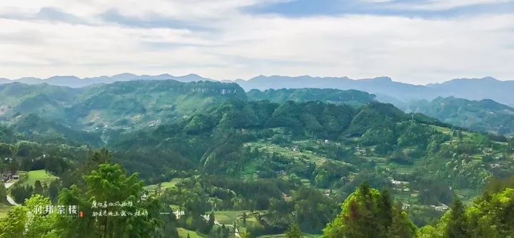 富硒茶恩施利川