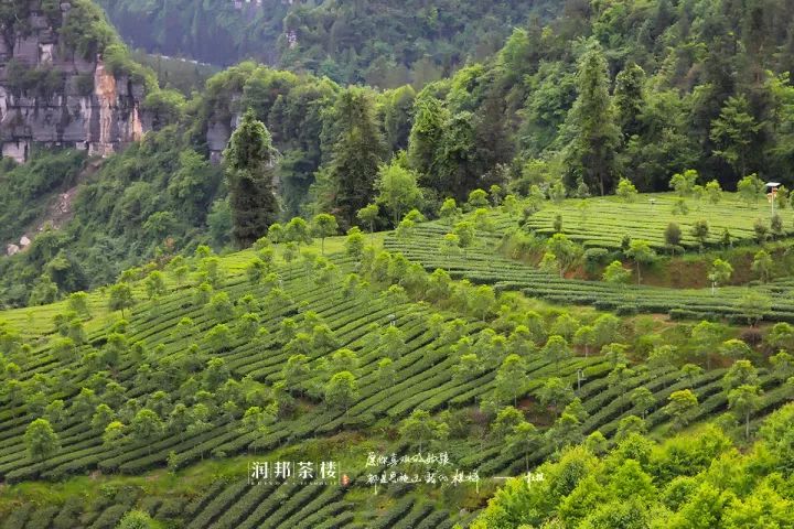 富硒茶恩施利川