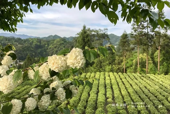 富硒茶恩施利川