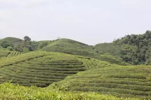 那里盛产富硒茶