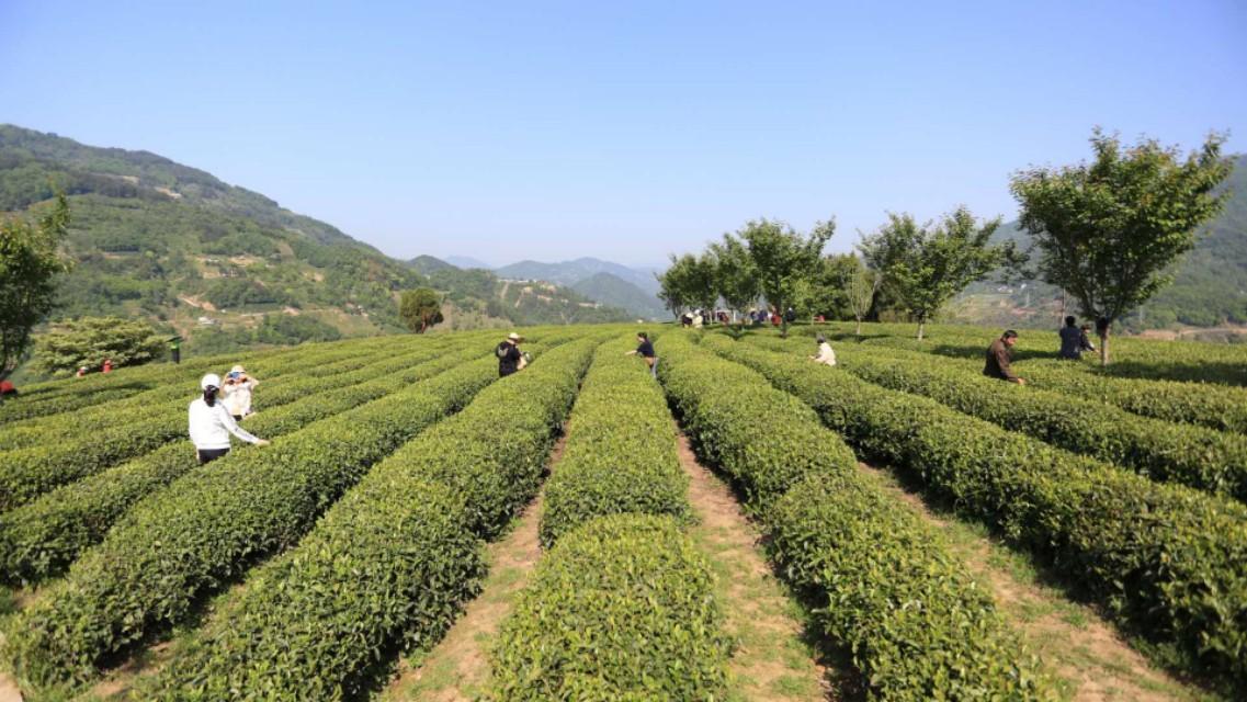 汉水晨雾富硒茶