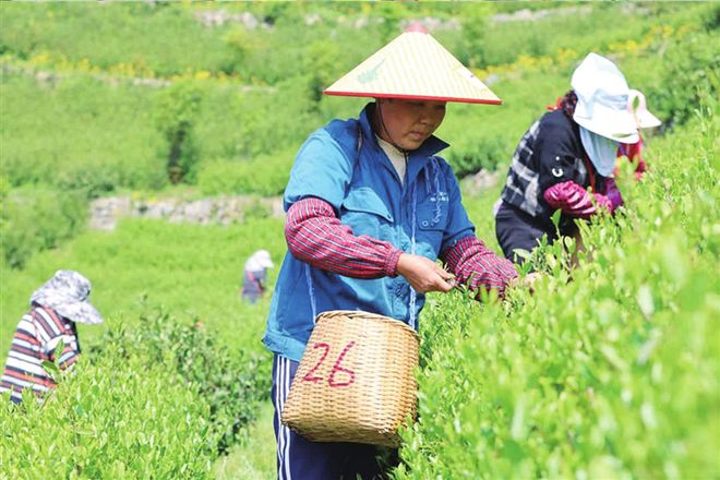 紫阳富硒茶长寿